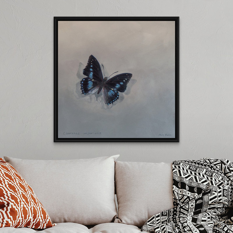 Charaxes imperial 1 (A), 2014 - reproduction d'art, Cadre flottant noir, H 38 po x l 38 po x P 1,75 po