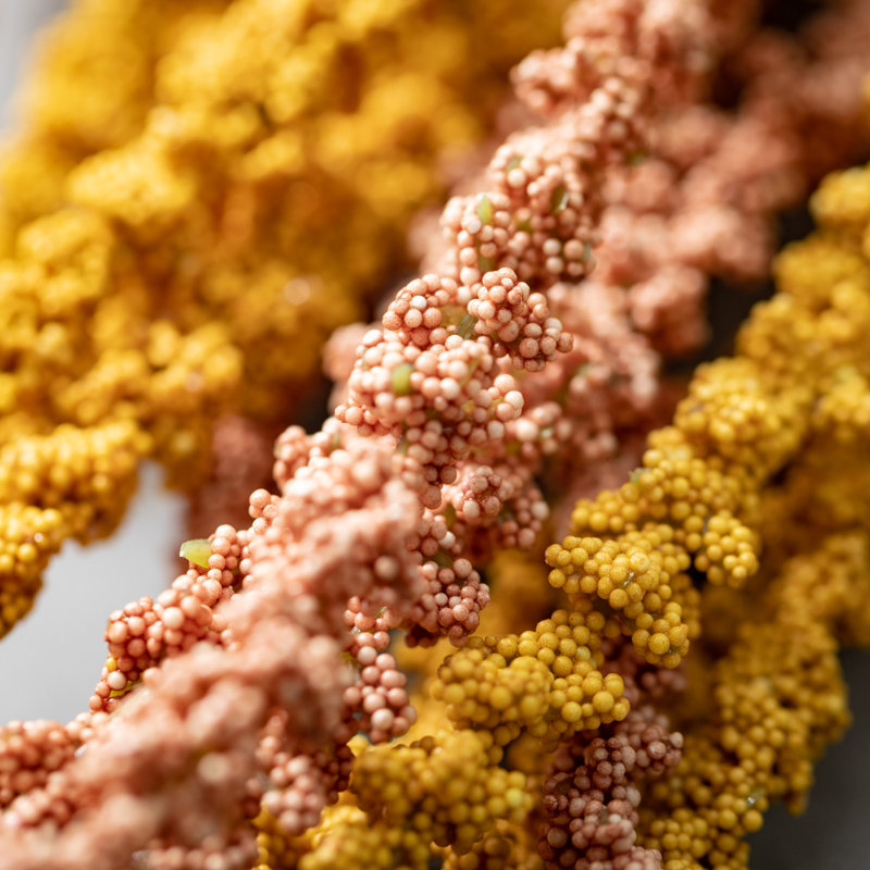 Sprays artificiels Amaranthus