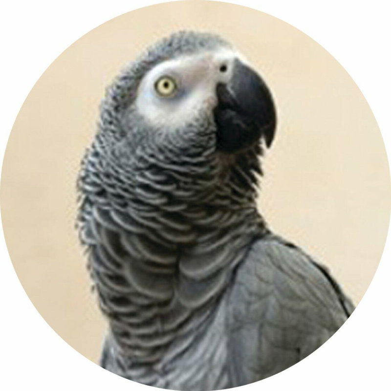 Piece Coaster, Parrot