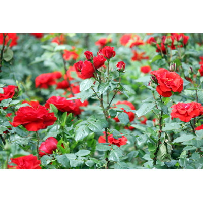 «Roses Flower Garden Nature Spring Season» par Goce - photographie sur toile tendue