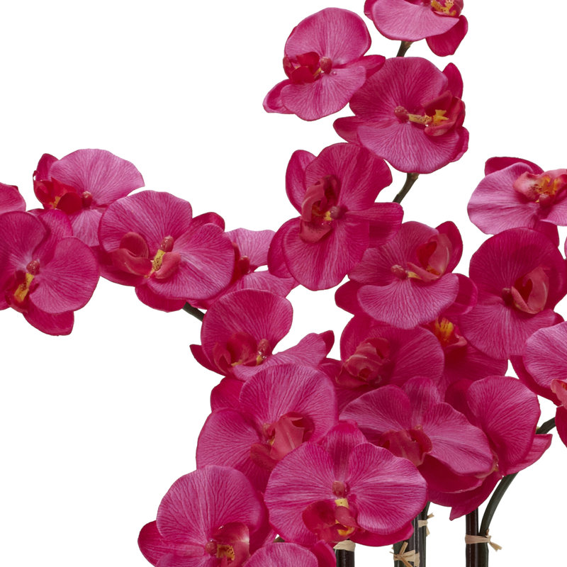 Orchidées phalaenopsis dans un vase, Beauté