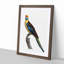 Crimson Rosella by F. Levaillant - Framed Print-55490544-55490545