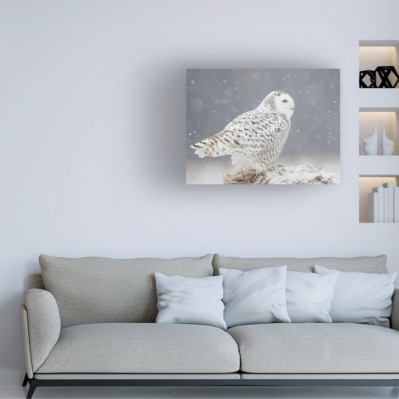Art sur toile «Bachelor Ming H Yao A Side Portrait of Snowy Owl», H 18 po x l 24 po