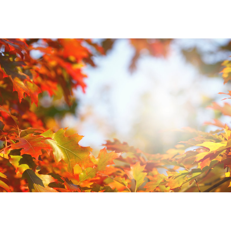 Autumn Frame by Bgfoto, 20" H x 30" W