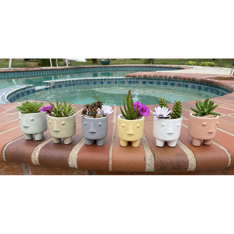 Jardinières en pot, Multicolore, 6