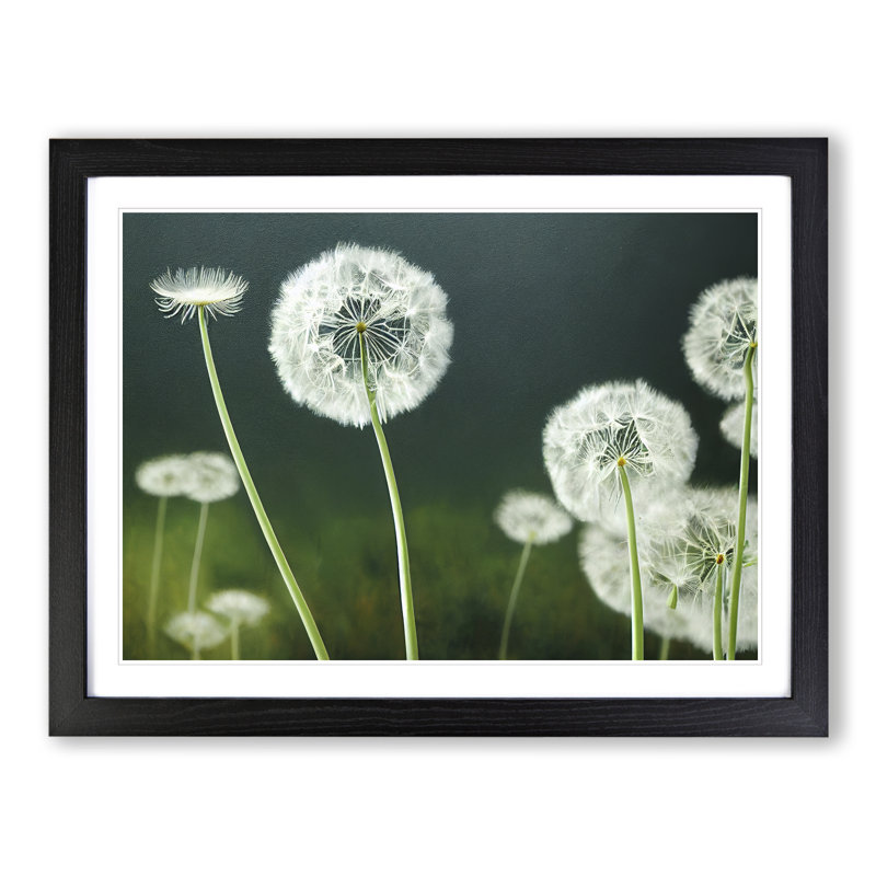 Mesmerising Dandelion Flowers - Single Picture Frame Print, 46cm H x 64cm W x 2cm D, Black