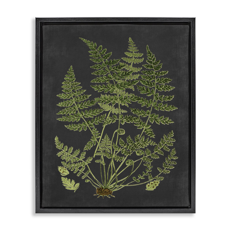 Scientific Botanical Fern Drawing, 21" H x 17" W, Jet Black Floater Frame