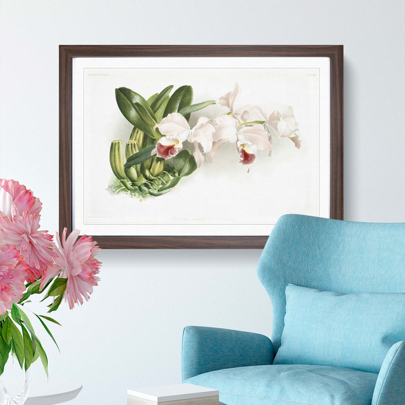 Magnolia Flowers Illustration Tab.75 by Frederick Sander - Picture Frame Art Print, 48cm H x 65cm W x 2cm D, Walnut Framed