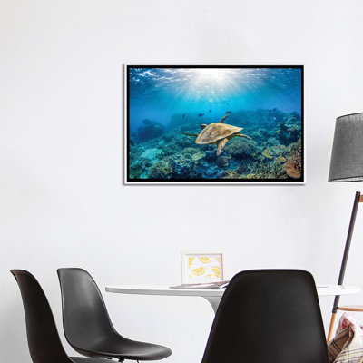 Reef Glider par Jordan Robins - reproduction d'art