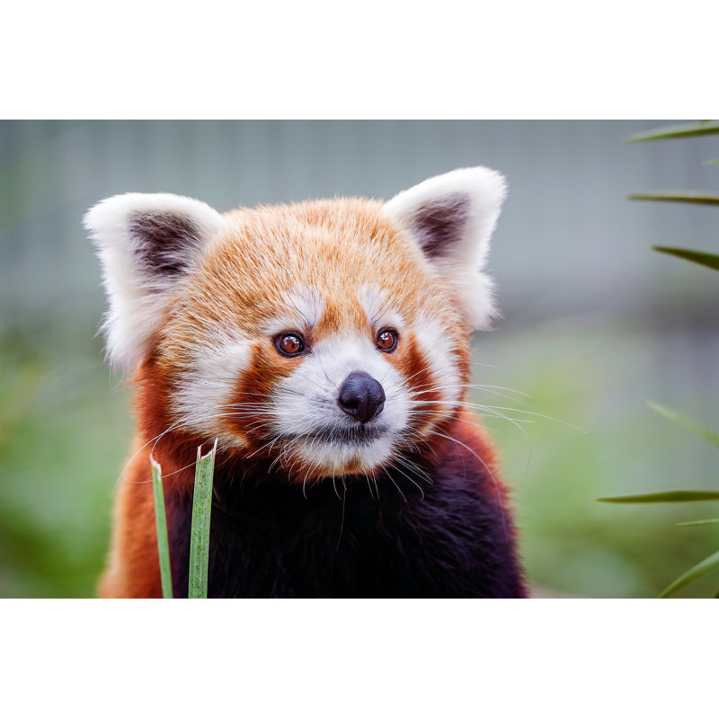 Red Panda by Tracielouise - Wrapped Canvas Print, 20cm H x 30cm W x 3.8cm D