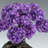 Large Amethyst Clustered Gemstone Tree on Amethyst Matrix (The Protection Tree)