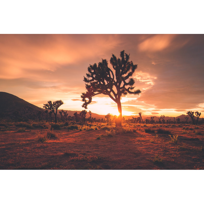 Joshua Trees by RichVintage - Wrapped Canvas Print, 51cm H x 76cm W x 3.8cm D