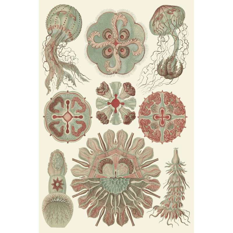 Sophisticated Sealife IV by Ernst Haeckel - Wrapped Canvas Print, 46cm H x 30cm W x 3.8cm D