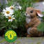 Ensemble de 3 figurines de lapin