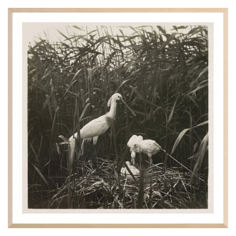 Coastal Birds 1 Print by THE Studio, 36" H x 36" W, Maple Framed