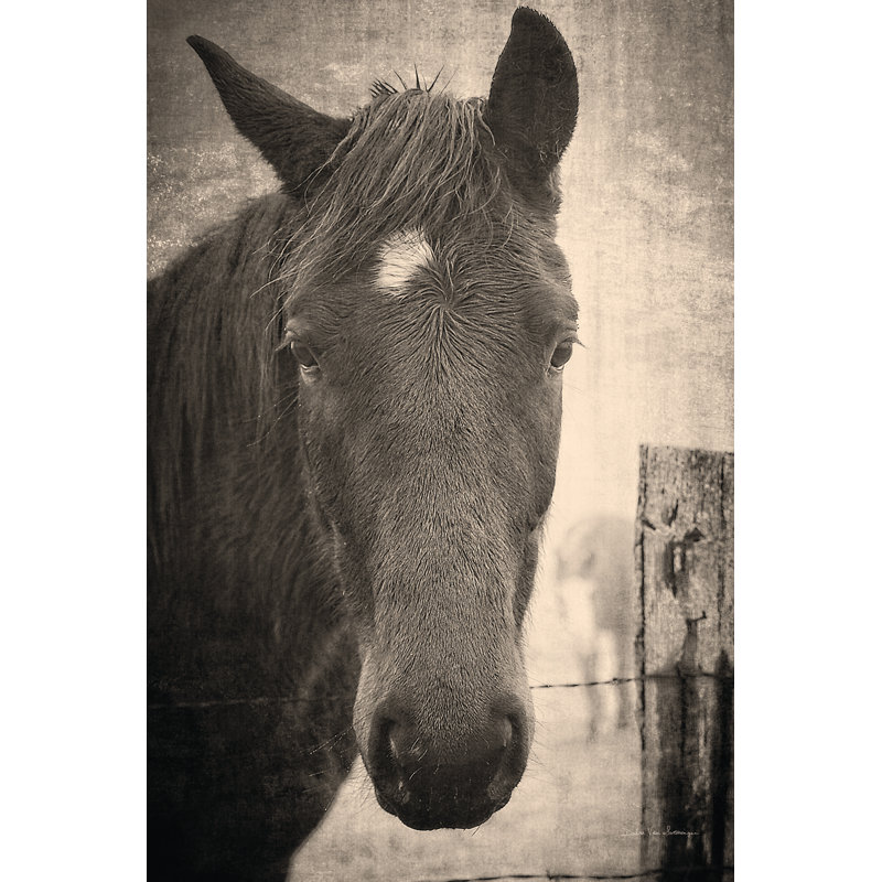 Here's Looking At You I by Debra Van Swearingen - Wrapped Canvas Print, 76cm H x 51cm W x 3.8cm D