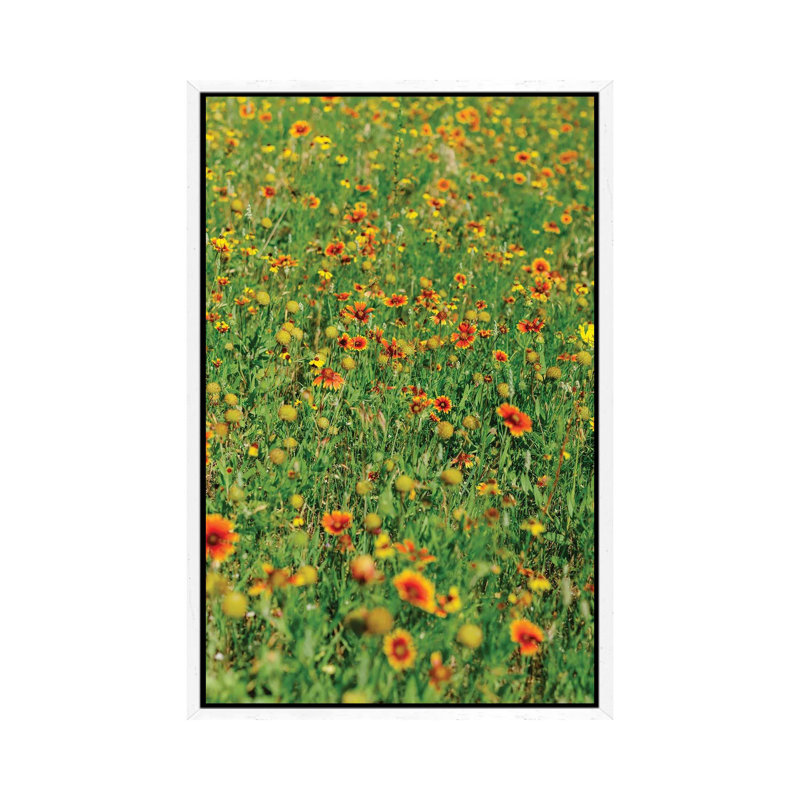 Indian Blanket Wildflowers II 1 Piece Wall Art on Canvas, 66.04cm H x 45.72cm W x 3.81cm D, White Framed