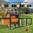 Modern Backyard Poultry Haven