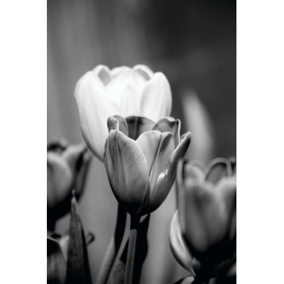 Floral Portrait II 1 Piece Wrapped Canvas Wall Art