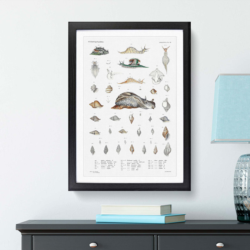 Snail Shells & Slugs by A.A. Gould - Picture Frame Art Prints, 48cm H x 36cm W x 2cm D, Black Framed