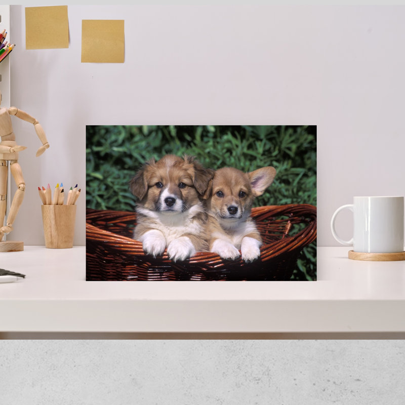 Deux chiots corgi gallois dans un panier rétro, art mural rétro, H 12 po x l 18 po