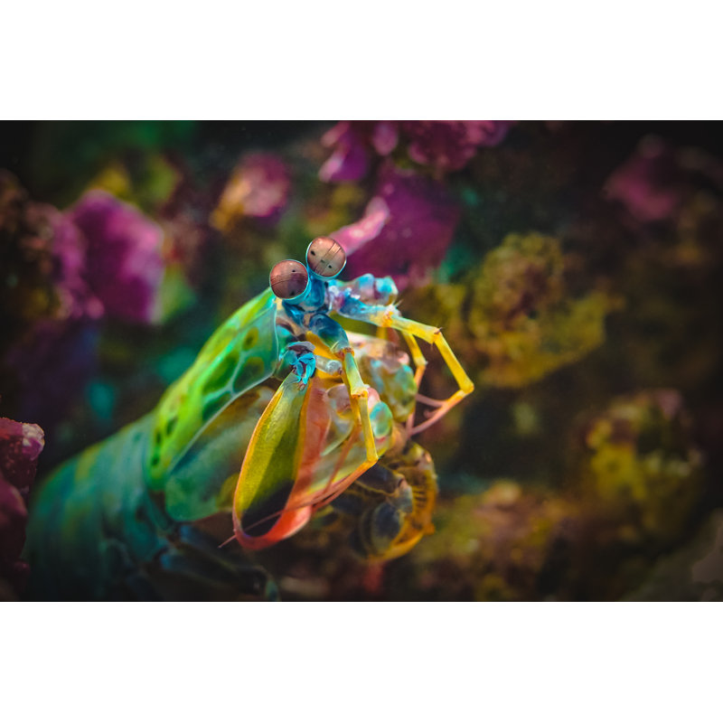 Colourful Mantis Shrimp Watching You by Coral_Brunner - Wrapped Canvas Print, 30cm H x 46cm W