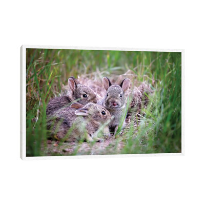 Baby Bunnies by Karen Burke - Print on Canvas