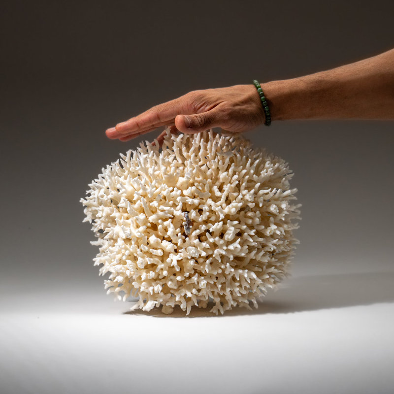 Genuine Birds Nest Coral ( 3.5 Lbs), 10" H x 10" W x 7" D
