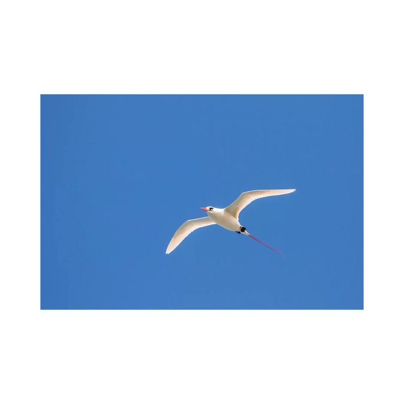 USA, Kauai, Kilauea Point National Wildlife Refuge. Red-tailed Tropicbird In Flight. by Jaynes Gallery - Wrapped Canvas Print