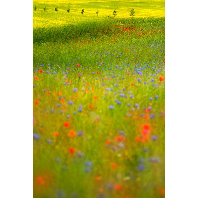 Summer Meadow by AVTG - Print, 91cm H x 61cm W