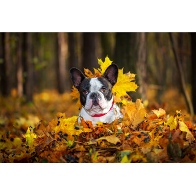 Bouledogue français par Patryk_Kosmider - photographie sur toile tendue