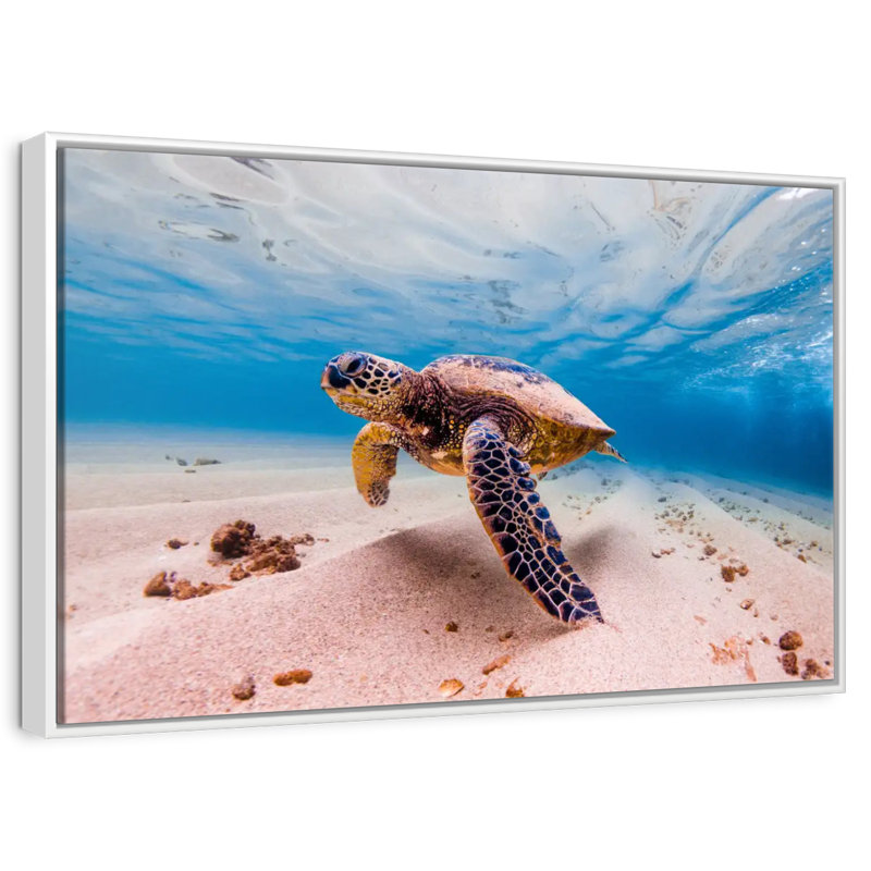 Sandy Turtle, 46" X 31", Floating Frame White