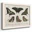 «Crackled Butterflies II», peinture sur toile encadrée-1900715890-1900715899