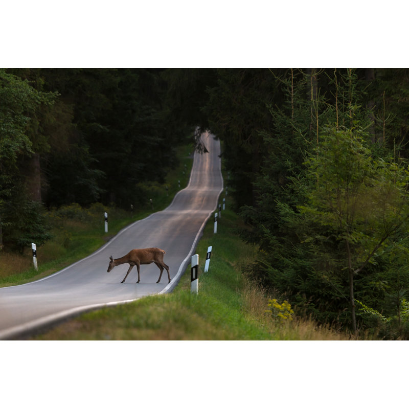 Deer On Country Road by Teka77 - Wrapped Canvas Print, 61cm H x 91cm W x 3.8cm D