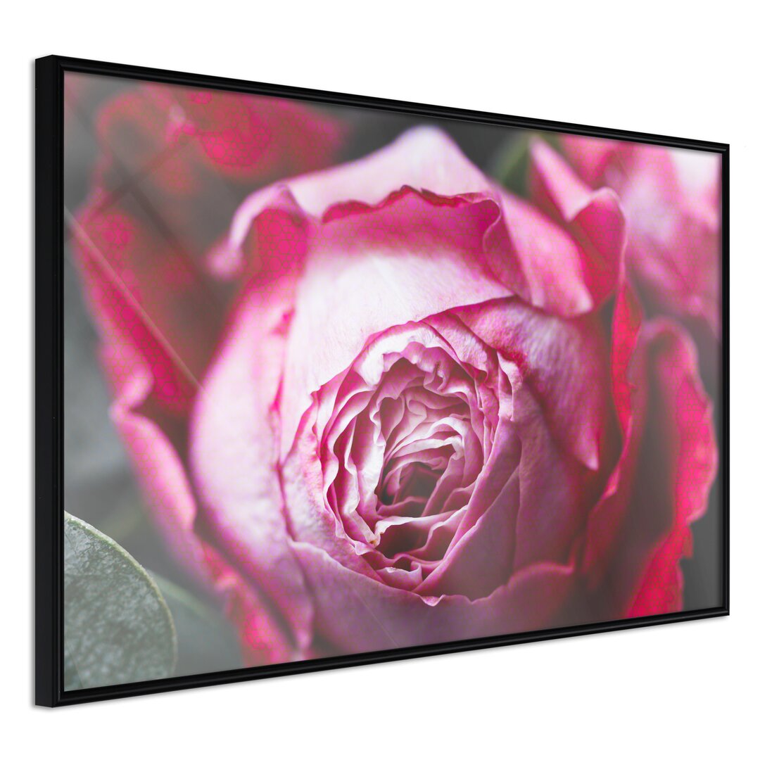 Gerahmtes Poster Blooming Rose