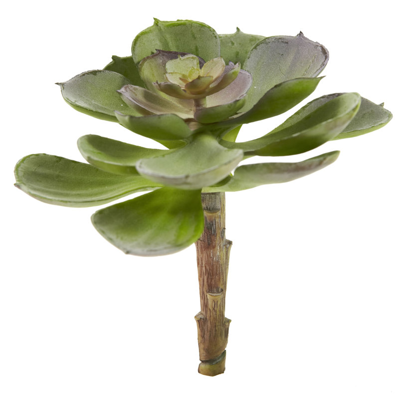 Ensemble de 12 plantes succulentes artificielles Echeveria, Bourgogne, H 6 po x l 5 po x P 5 po