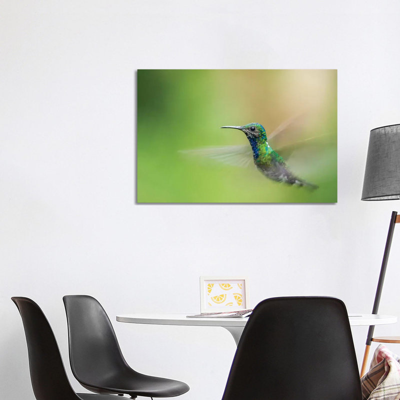Costa Rica, Sarapiqui River Valley. Male White-Necked Jacobin Flying. 1 Piece Wrapped Canvas Wall Art