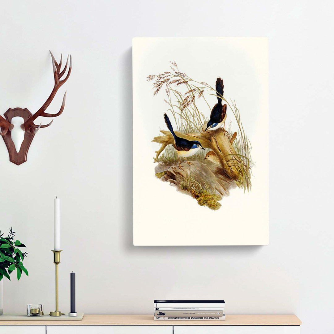 Fawn-Breasted Superb Warblers by Elizabeth Gould - Wrapped Canvas