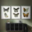 Papillons bleus antiques I - reproduction encadrée sur mesure de qualité supérieure mate - 3 pièces-701876151-701876153