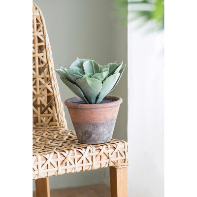 Succulent Plant in Pot