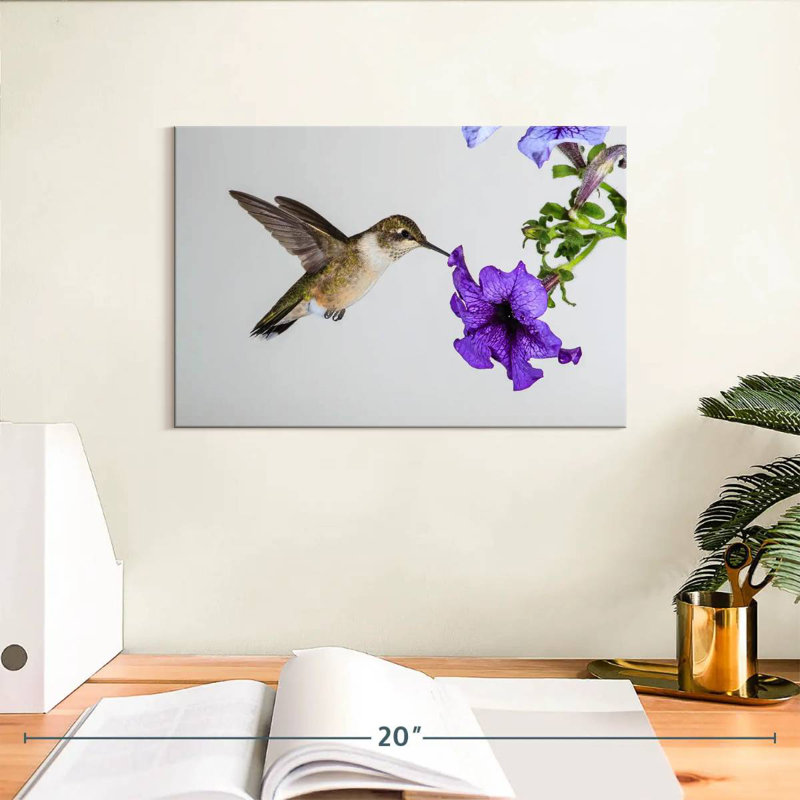 Colibri fleur mauve Brampt