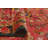 Khylar Distressed Widad Red Runner