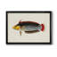 «Tropical Fish Collection IV», reproduction encadrée de qualité supérieure - prête à être accrochée-1569941372-1569941375-1569918807