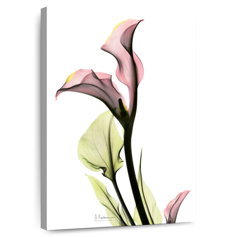 Harnek Delicate Calla Lily, 51" H x 34" W