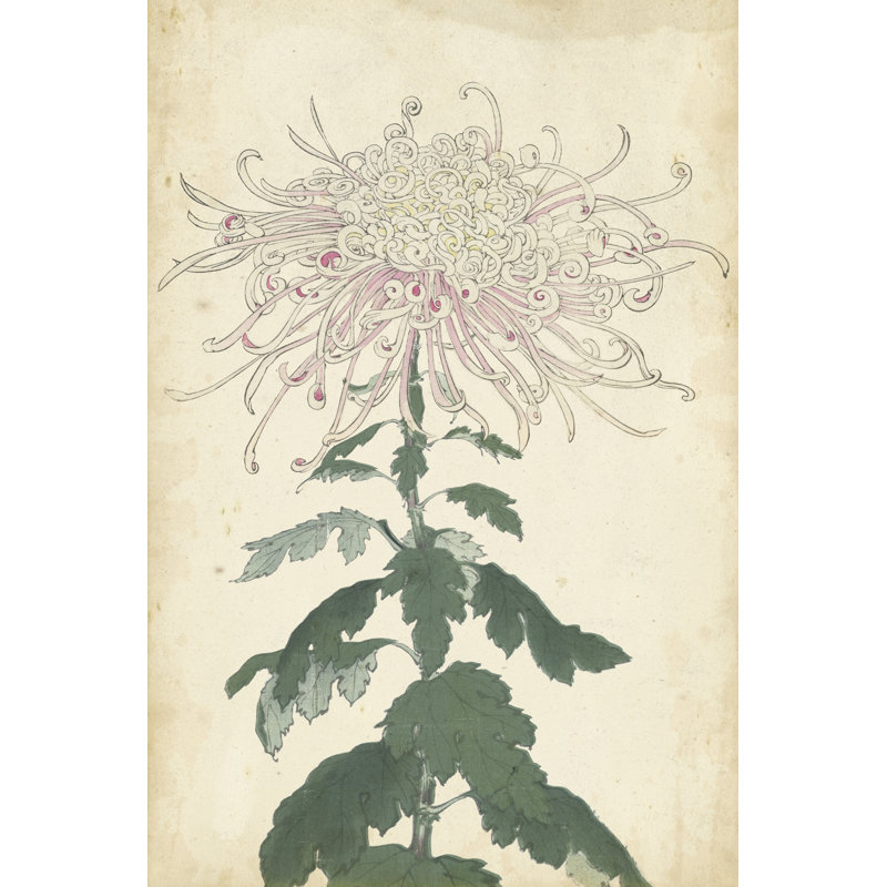 Elegant Chrysanthemums IV - Wrapped Canvas Painting, 30cm H x 20cm W x 3.8cm D