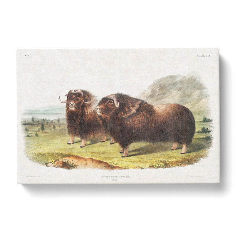 Muskox by J.W. Audubon - Wrapped Canvas, 50cm H x 76cm W, Grey/Brown/Gold