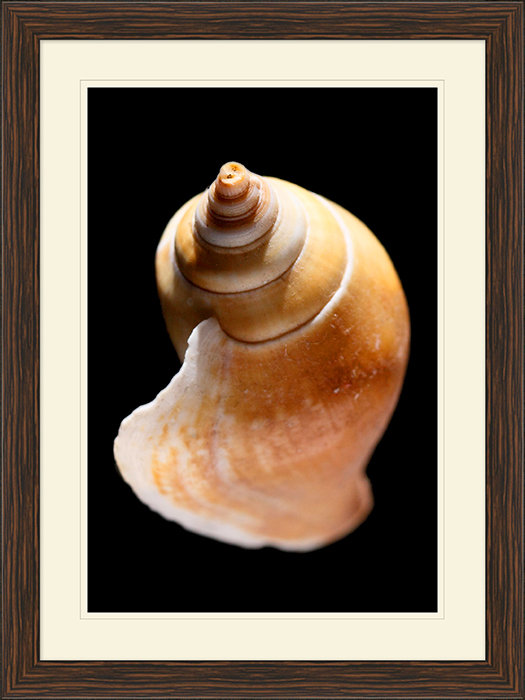 Large Shell 8 Print