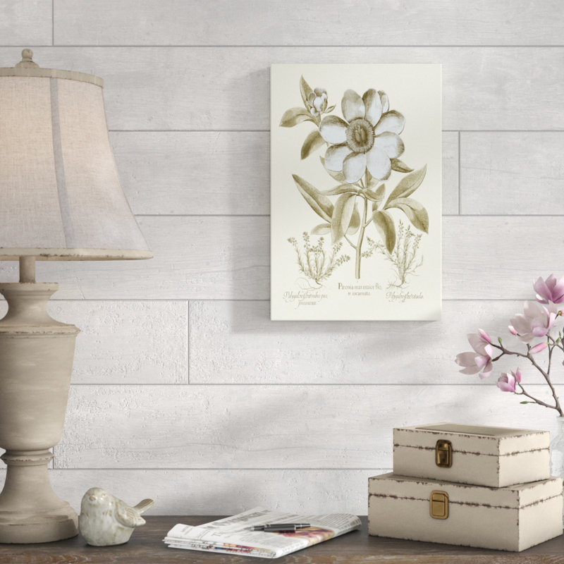 Spa Peonies I by Basilius Besler - Graphic Art Print, 46cm H x 30cm W, Wrapped Canvas