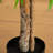 6ft. Willow Artificial Tree (Real Touch)-100485926