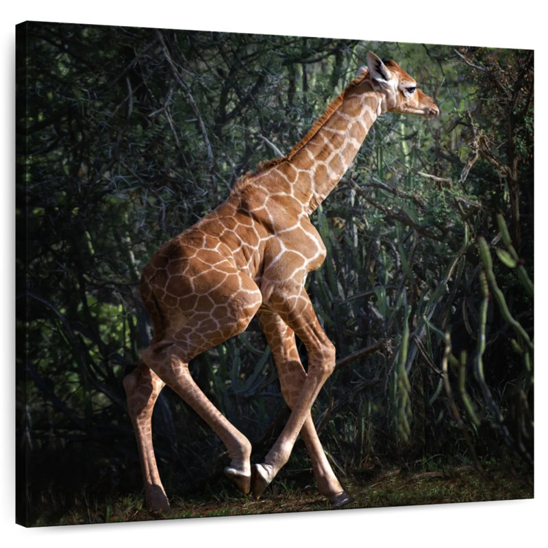 Crowle Giraffe's First Walk, 10" H x 10" W